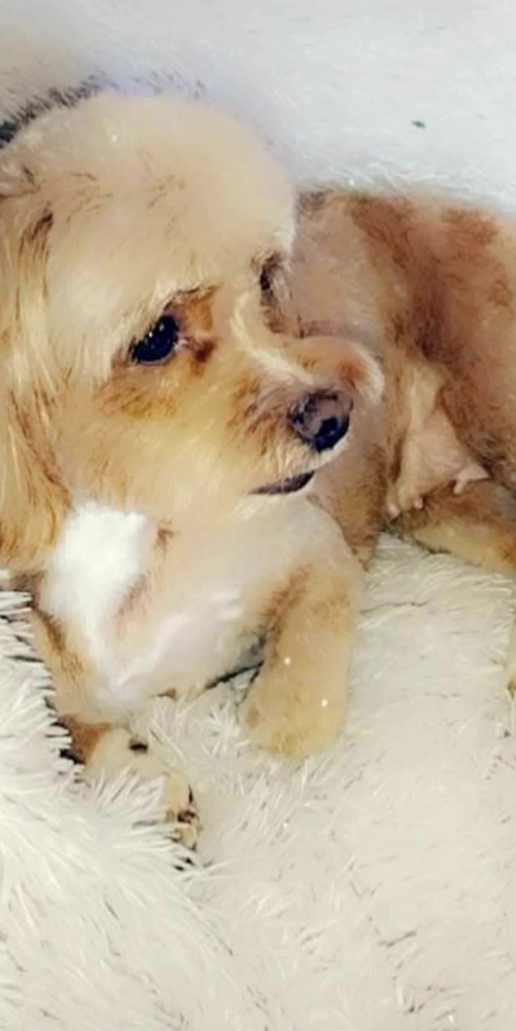 Biscuit's dam - Heritage bloodline