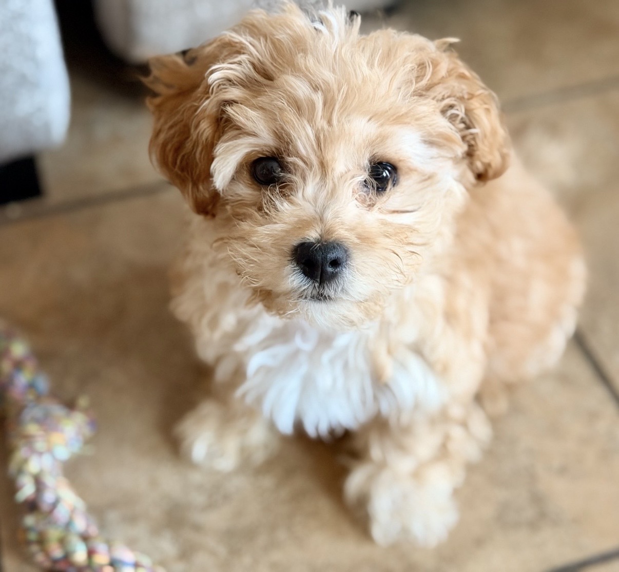Biscuit - Future breeding dog at Casa Grande Reserve