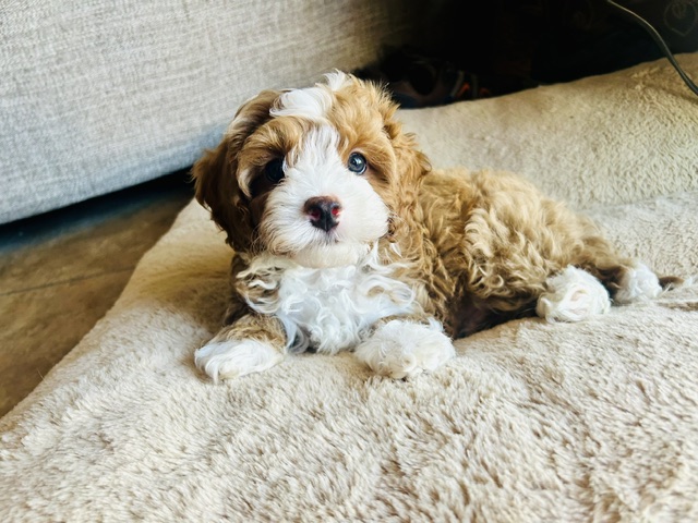 Bohdi - Future breeding dog at Casa Grande Reserve